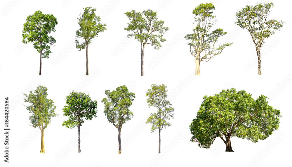 Isolated trees on white background , The collection of trees.beatiful autumnal colors