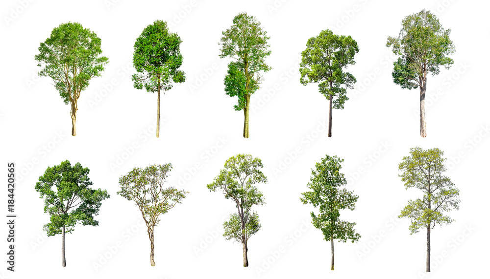 Isolated trees on white background , The collection of trees.beatiful autumnal colors Isolated trees on white background , The collection of trees.beatiful autumnal colors