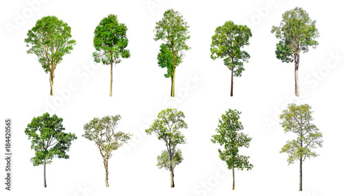 Isolated trees on white background , The collection of trees.beatiful autumnal colors © jattarin