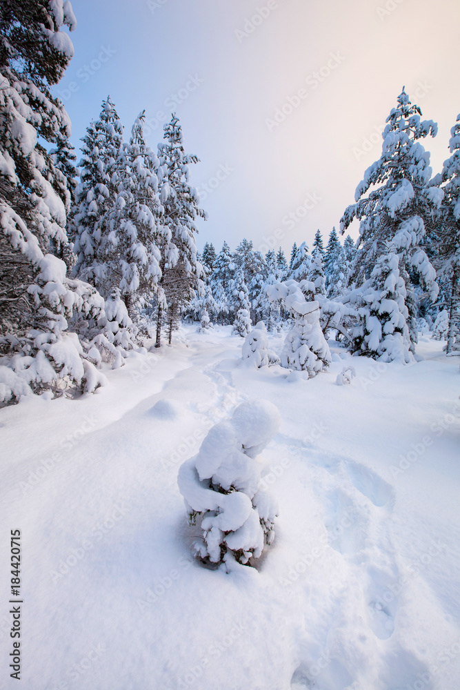 beautiful winter landscape snow tree beautiful winter landscape snow tree