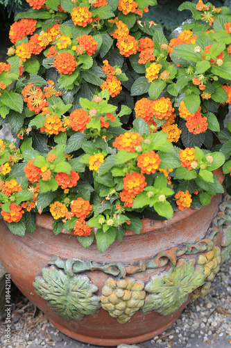 Wandelr  schen im Tontopf  Lantana camara