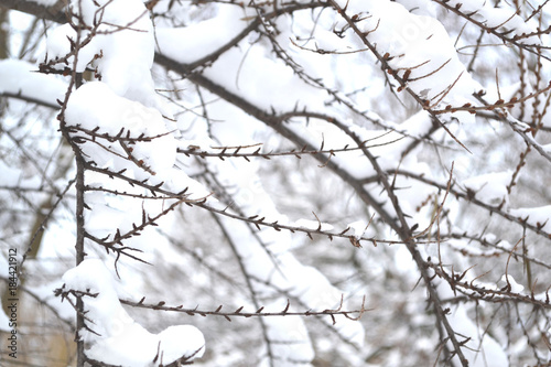 Winter nature. Snowy Day. The branches covered by snow. Cold weather.