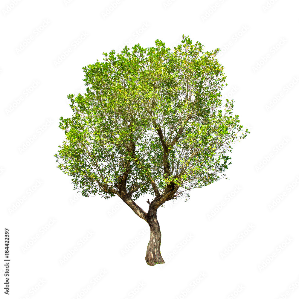 Obraz premium Isolated trees on white background , The collection of trees.beatiful autumnal colors