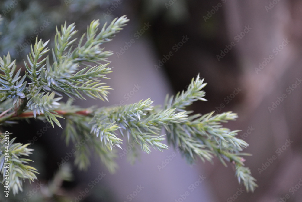 Fototapeta premium Tannenzweig Winter / Weihnachten / Zweige