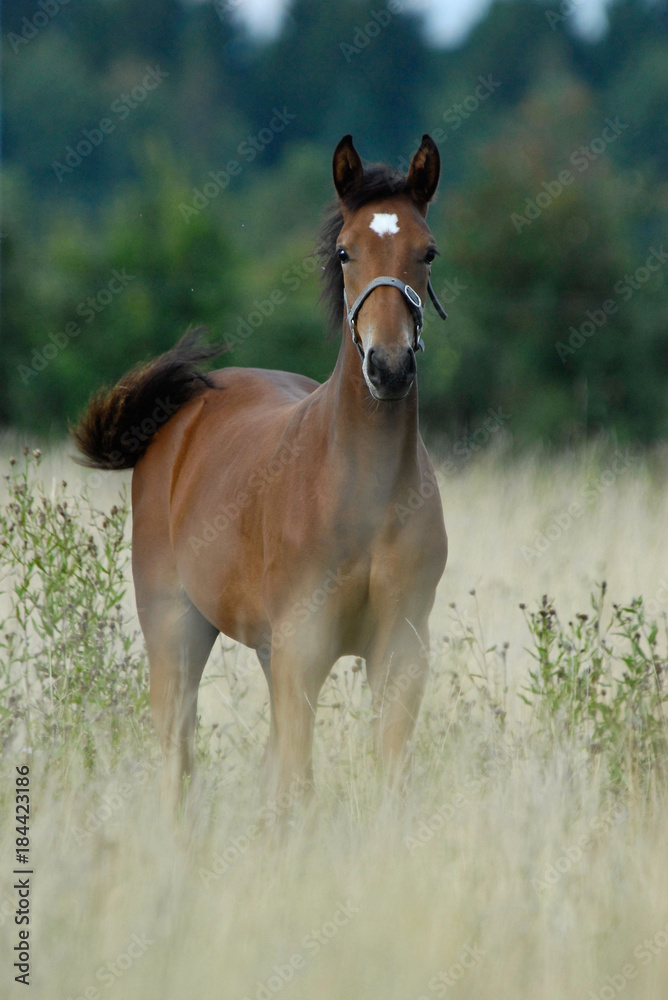 A young stallion plays in a meadow. A young stallion plays in a meadow.