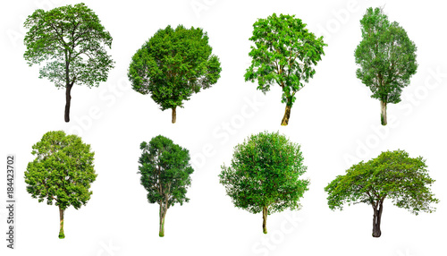 Isolated trees on white background , The collection of trees.beatiful autumnal colors