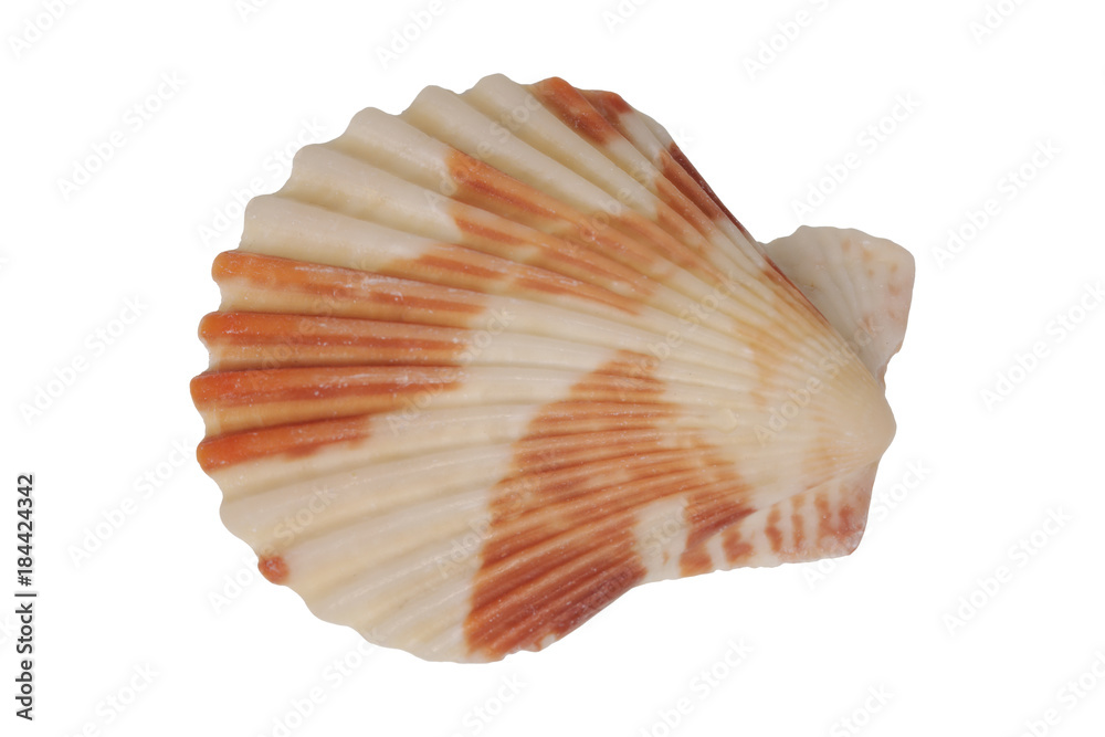 Sea shell on a white background Sea shell on a white background