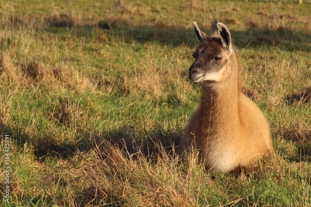 Fototapeta premium lama