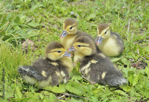 Small ducklings 8 © Valeriy Kirsanov