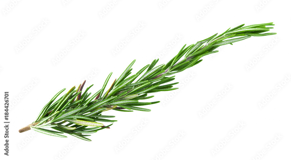 Fototapeta premium rosemary isolated on white background
