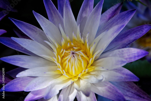 Lotus flower in pond : Closeup