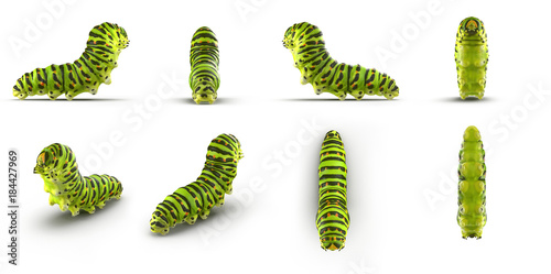 Swallowtail caterpillar or Papilio Machaon renders set from different angles on a white. 3D illustration photo