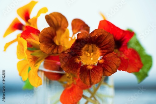 Fototapeta Naklejka Na Ścianę i Meble -  Bouquet of blossoming water cress) in glass, closeup.