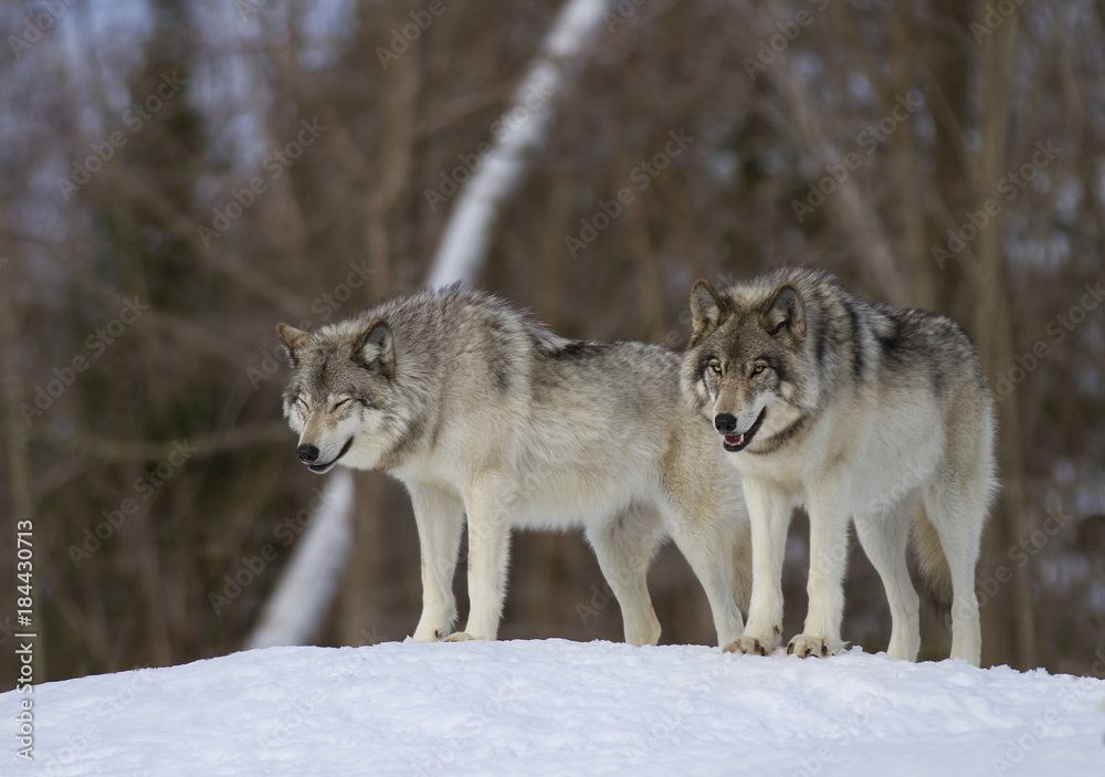 Naklejka premium Timber wolves or Grey Wolf (Canis lupus) standing in the winter snow in Canada