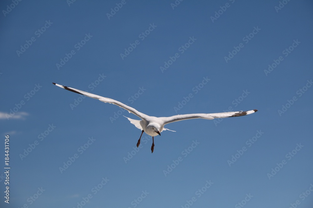 Fototapeta premium Chroicocephalus novaehollandiae at Indian Ocean, Western Australia 