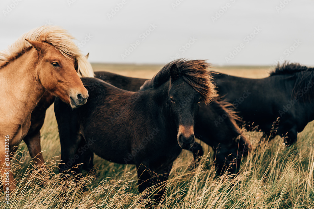 Fototapeta premium beautiful black and brown horses on pasture in Iceland