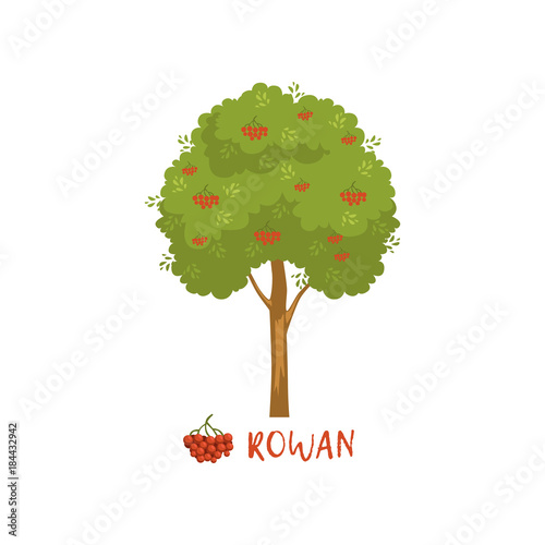 Rowan tree with red berries and name vector Illustration