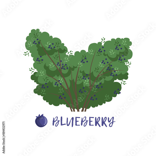 Blueberry berry bush with name vector Illustration