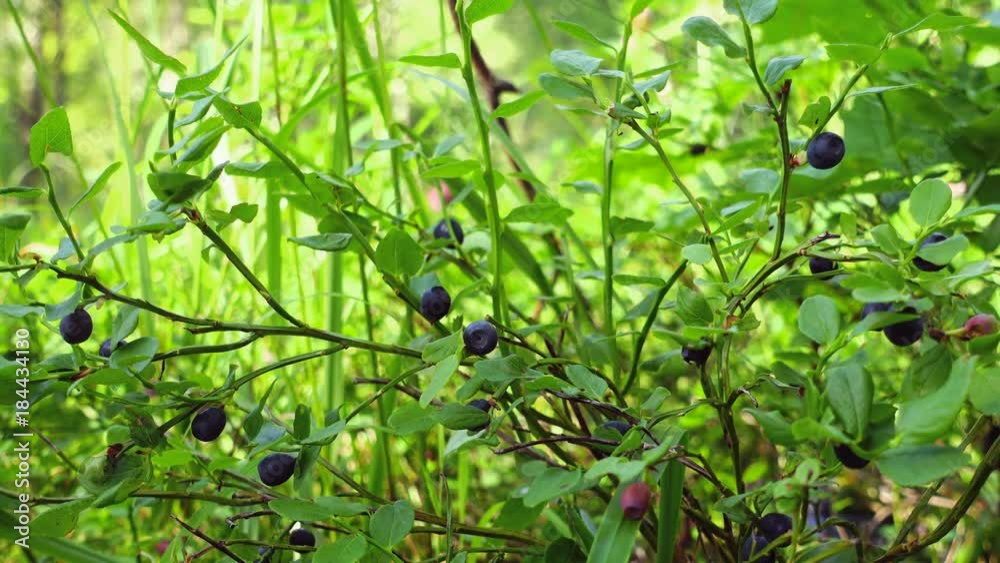 Fresh blueberries growing in forest. Raw fresh blueberries close-up. Fresh blueberries growing in forest. Raw fresh blueberries close-up.