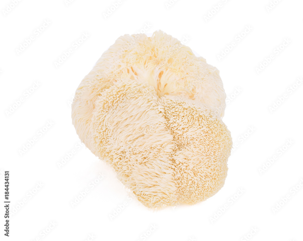 Fototapeta premium lion mane mushroom isolated on white background.