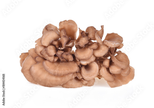 maitake mushrooms on white background