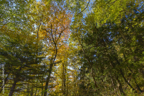 Foresta di alberi in autunno, con foglie gialle e arancioni
