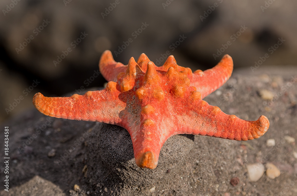 red starfish on sea tropical sand beach at sunset - Summer background red starfish on sea tropical sand beach at sunset - Summer background