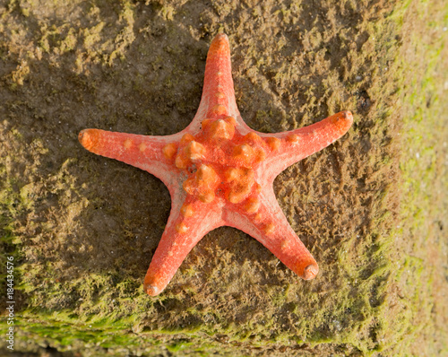 red Starfish on caribbean beach - Summer background