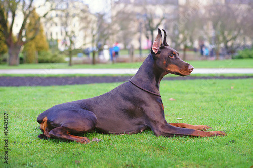 Tablou pe pânză Obedient brown Doberman dog with cropped ears and docked tail lying outdoors on