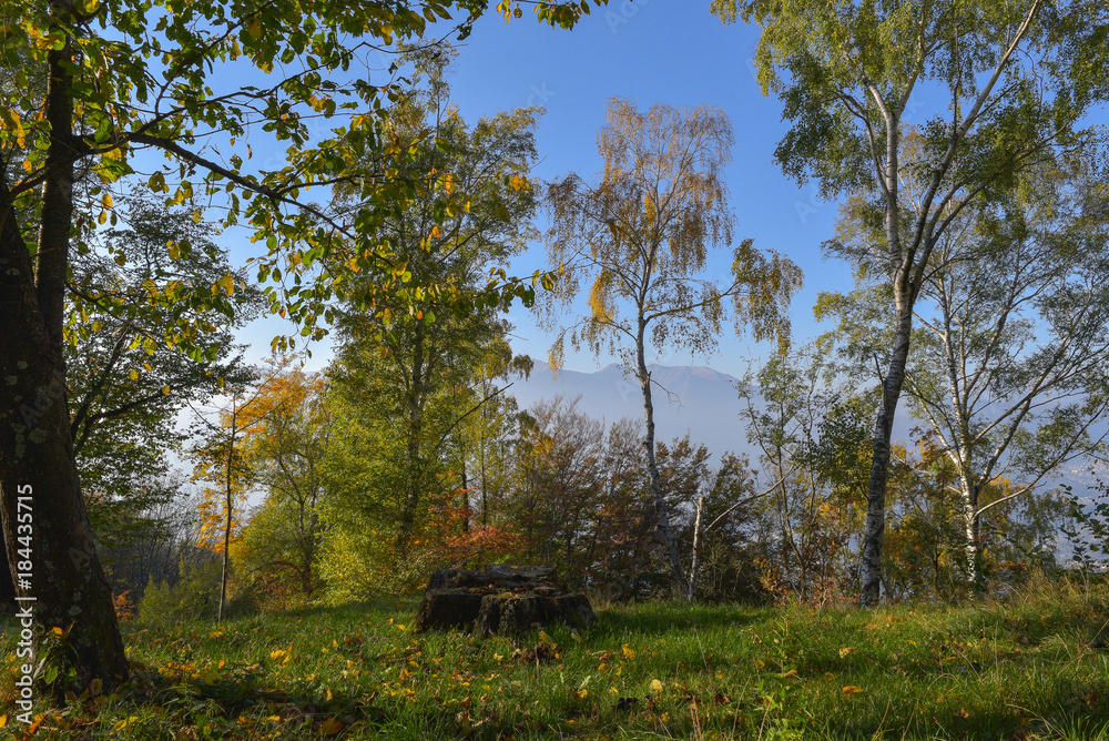 Paesaggio autunnale nei boschi, con alberi colorati di giallo e rosso