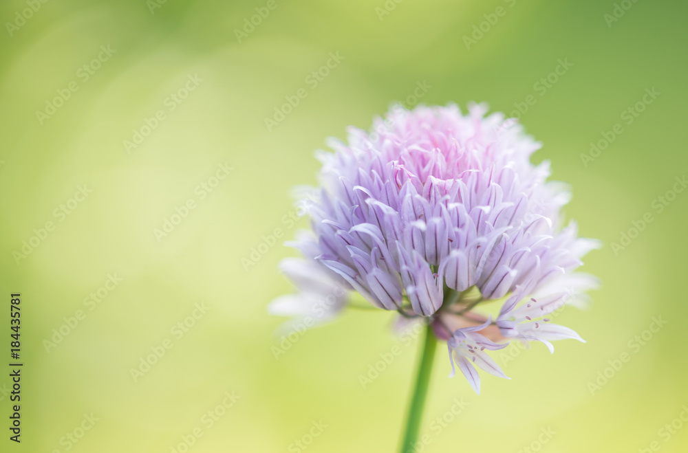 Fototapeta premium lila Zierlauch Blüte