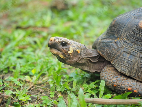 Close up of a land turtle 's head at the botanical garden of Bucaramanga in Colombia