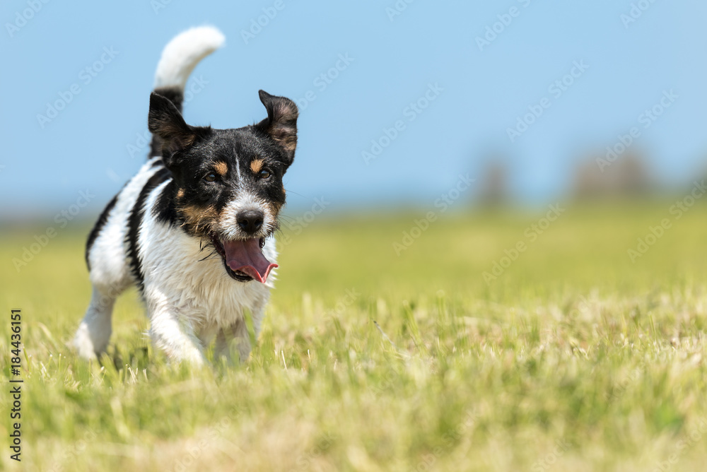 Jack Russell Terrier male 2 years old - cute little dog running fast and joyfully across a green meadow against a blue sky in spring Jack Russell Terrier male 2 years old - cute little dog running fast and joyfully across a green meadow against a blue sky in spring