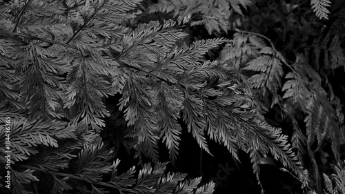 Davallia fern in grey scale photo