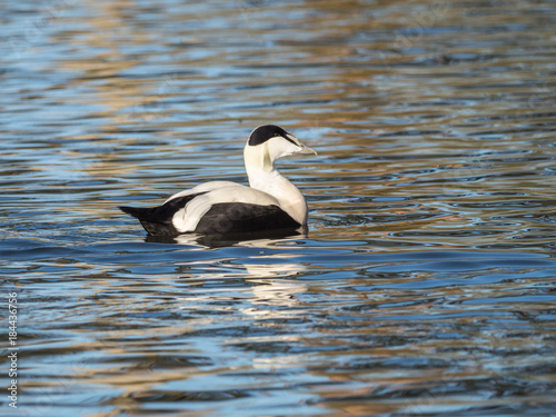 Common Elder  male