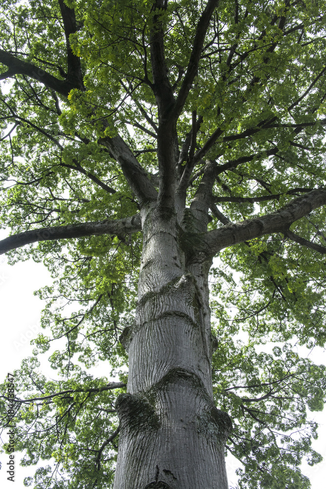 Fototapeta premium magic tree