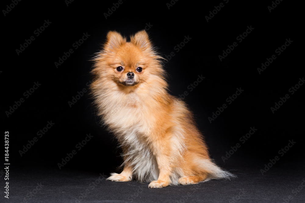 Miniature dog of Pomeranian dog breed sitting, isolated on black Miniature dog of Pomeranian dog breed sitting, isolated on black