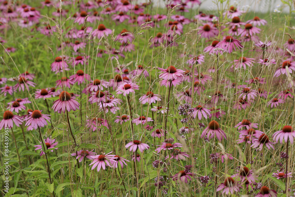 Roter Sonnenhut, Echinacea, Blumenwiese Roter Sonnenhut, Echinacea, Blumenwiese