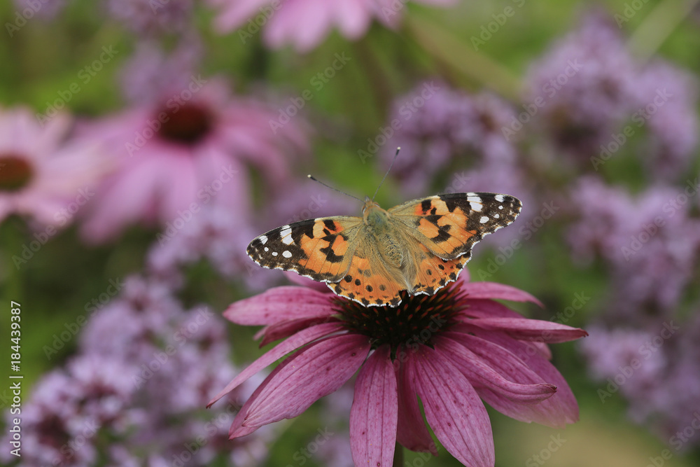 Distelfalter, Vanessa cardui, auf Echinacea Blüte Distelfalter, Vanessa cardui, auf Echinacea Blüte
