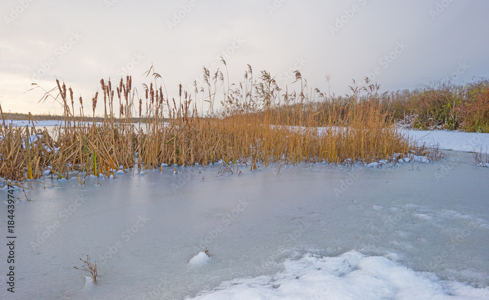 Fototapeta premium Shore of a frozen lake in a snowy field in sunlight in winter
