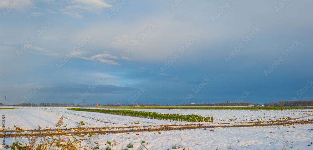 Snowy field with Brussels Sprouts in sunlight in winter