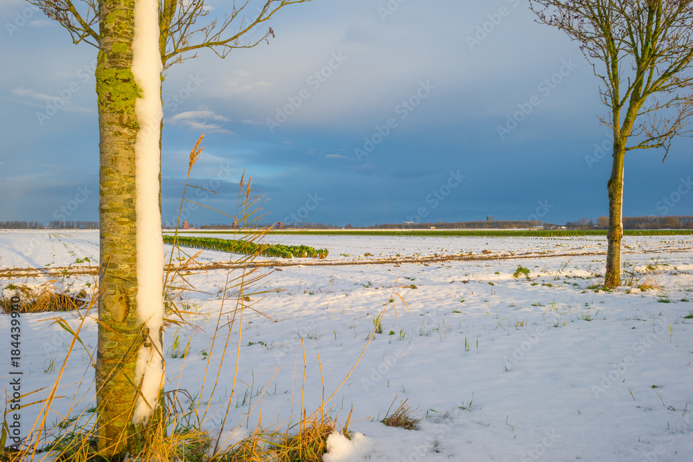 Obraz Snowy pole z brukselką w słońcu w zimie