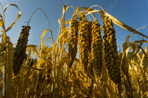 The fields that are ready for harvest in the fall