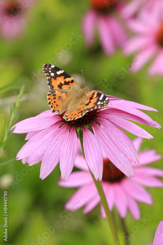 Distelfalter, Vanessa cardui, auf Echinacea Blüte