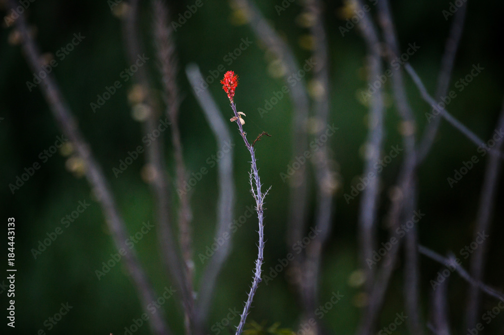 Obraz premium Red Ocotillo Bloom