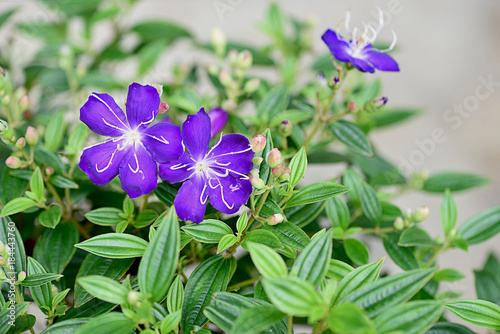 Brazilian spider flower photo