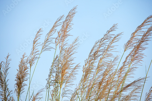 landscape of reeds grass background against blue sky.