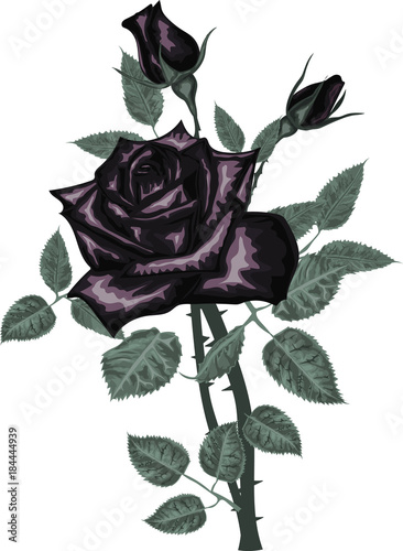 Black Roses - Vector
