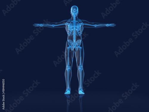 Hologram Human anatomy and skeleton,3D rendering