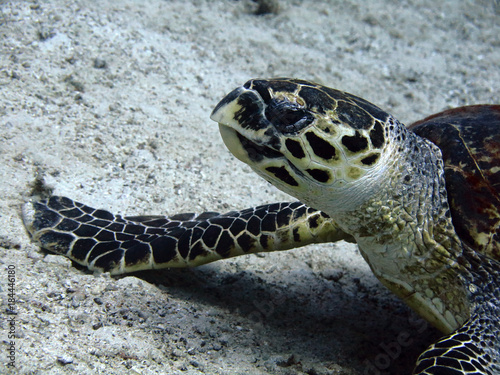 Hawksbill turtle on the seabed